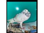 Adopt Smudge a Pigeon
