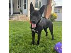 Adopt Zeke a Dutch Shepherd