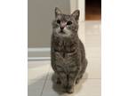 Adopt Teddy a Domestic Short Hair