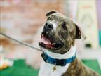 Adopt HYDRO a Pit Bull Terrier, Mixed Breed