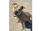 Adopt STANLEY a Pit Bull Terrier, Mixed Breed