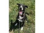 Adopt Ace a Border Collie, Terrier