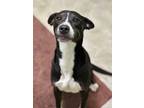 Adopt Ace a Border Collie, Terrier