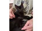 Adopt Richard a Domestic Short Hair