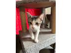 Adopt Rocky a Domestic Short Hair