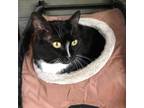 Adopt Blake a Domestic Short Hair