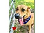 Adopt Rufus a Black Mouth Cur, Golden Retriever