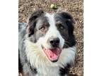 Adopt Rascal a Border Collie, Mixed Breed