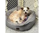 Adopt Sparkles (in Foster) a Terrier