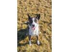 Adopt INDY a Dutch Shepherd, Australian Cattle Dog / Blue Heeler