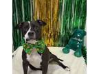 Adopt Blaze **Available by Appointment/Sponsored Adoption Fee!** a Mixed Breed