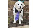 Adopt Presley a Great Pyrenees