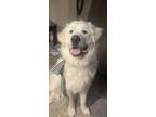 Adopt Cooper a Great Pyrenees