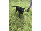 Adopt Hany 2 a Labrador Retriever, Cattle Dog