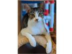 Adopt Biscotti a Domestic Short Hair, Tabby