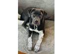 Adopt Flint ATX a American Staffordshire Terrier, Great Pyrenees