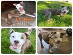 Adopt LT. DAN a American Staffordshire Terrier