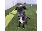 Adopt GI Joe a Black Labrador Retriever, Border Collie