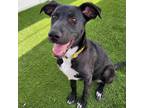 Adopt Andy a Labrador Retriever, Border Collie