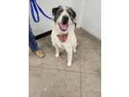 Adopt Snoopy a Terrier, Collie