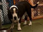 Adopt Jake a Basset Hound, Great Dane