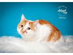 Adopt Henry a Domestic Short Hair