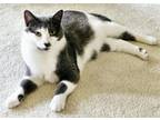Adopt Nugget & (Willow) a Domestic Short Hair