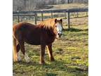 Adopt Risha a Quarterhorse