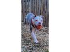 Adopt POTAMUS a Pit Bull Terrier