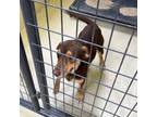 Adopt Reginald a Chocolate Labrador Retriever, Hound