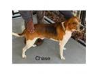 Adopt Chase Manhatten a Treeing Walker Coonhound, Hound