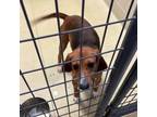 Adopt Hucklebarry a Hound, Beagle