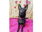 Adopt Bear a German Shepherd Dog