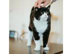 Adopt Shamu a Domestic Short Hair