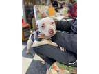 Adopt Parker a Pit Bull Terrier