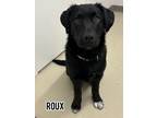Adopt Roux a Labrador Retriever