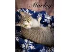 Adopt Marley a Domestic Short Hair