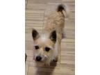 Adopt Brad a Cairn Terrier, Mixed Breed