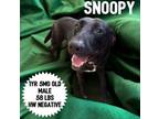 Adopt Snoopy (Black Boy) a Labrador Retriever