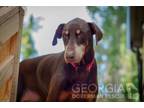 Adopt Toby a Doberman Pinscher