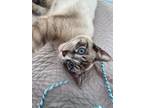 Adopt Clyve INDOOR ONLY a Siamese, Domestic Short Hair