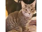 Adopt Lino a Tabby, Domestic Short Hair