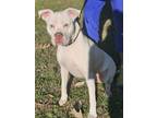 Adopt Ghost a Pit Bull Terrier