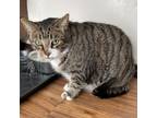 Adopt Tiger a Domestic Short Hair, Tabby