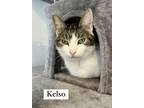 Adopt Kelso a Domestic Short Hair, Tabby