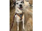 Adopt Albert a Australian Cattle Dog / Blue Heeler, Labrador Retriever