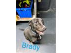 Adopt Brady a Black Labrador Retriever, Great Dane