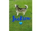 Adopt Jackson a Husky