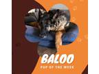 Adopt Baloo a German Shepherd Dog