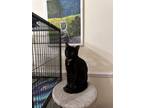 Adopt Mr. Crackers a Domestic Short Hair